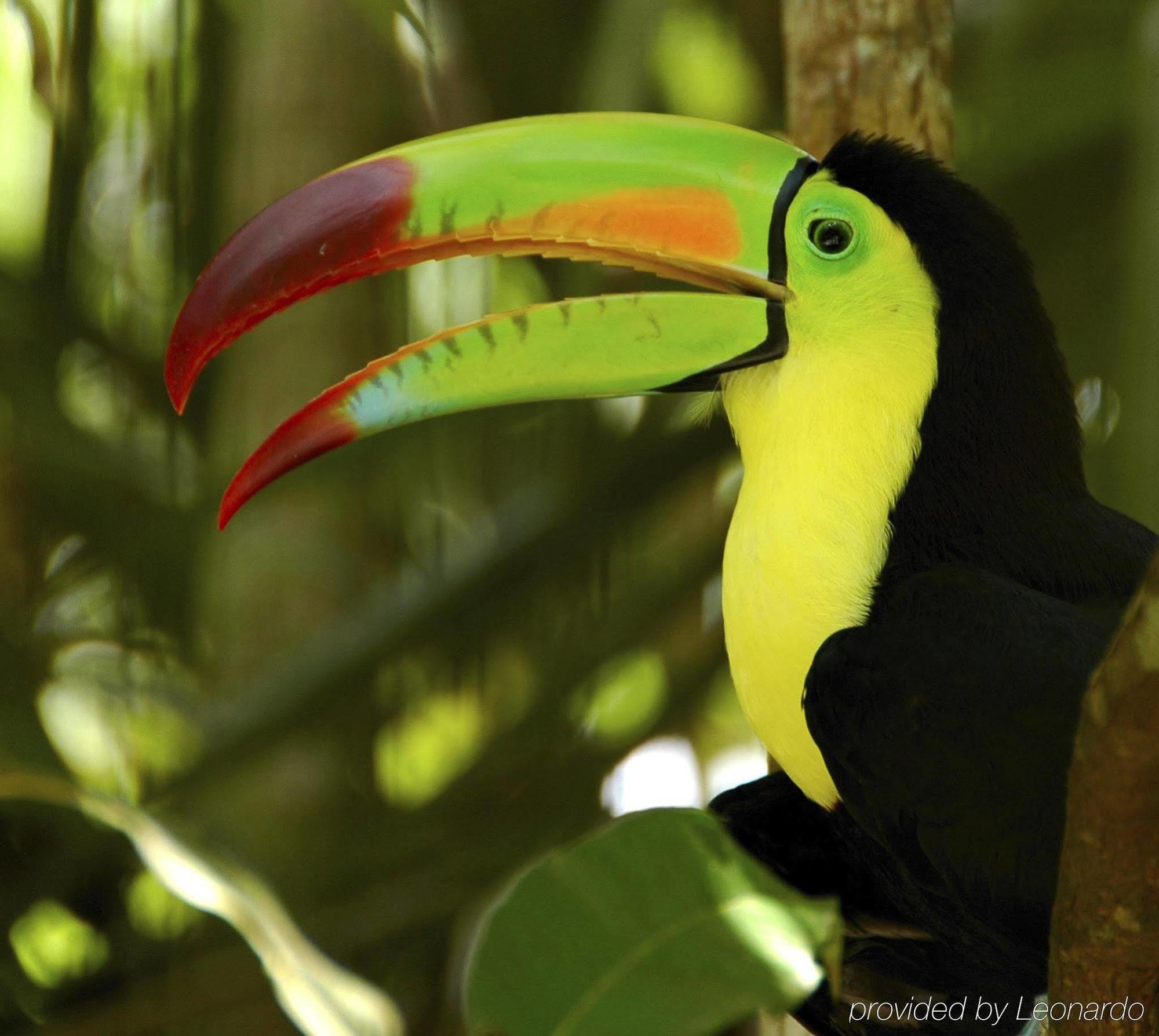 Machaca Hill Rainforest Canopy Lodge Punta Gorda Eksteriør bilde