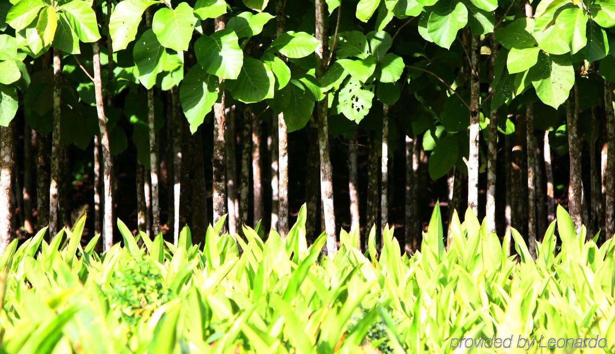Machaca Hill Rainforest Canopy Lodge Punta Gorda Eksteriør bilde